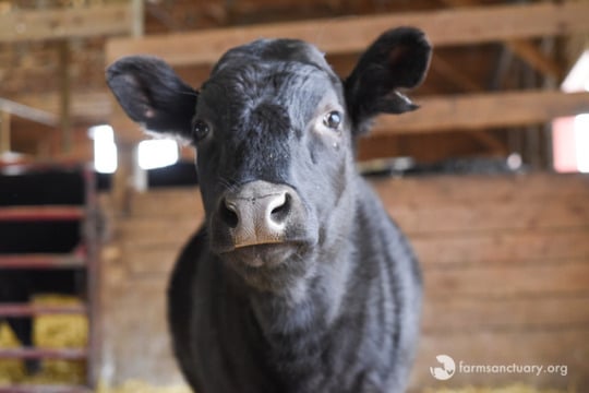 farm sanctuary cow